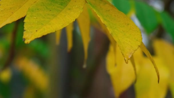 Granizo Chuva Pesada Caindo Folhas Árvore Close Folhas Amarelas Floresta — Vídeo de Stock