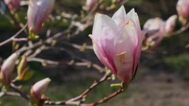 Çiçekli liiflora manolya ağacı. Pembe Magnolia ağacı. Bahar mevsiminde manolya çiçekleri kapanıyor. Bahar mevsimi arkaplanı