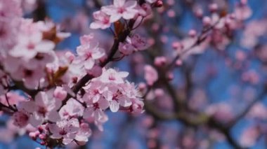 Kiraz çiçeği konsepti. Japon sakurası. Hanami. Bahar çiçekleri. Kiraz çiçekleri olan güzel Japon ağaç dalı. Güzel pembe bir manzara. Bahar Çiçekleri. Sakura. Doğa Arkaplanı Çiçek açan ağaç