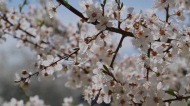 Kiraz ağacında beyaz kiraz çiçekleri. Yaklaş. Kiraz çiçeğinin beyaz taç yaprakları. Doğa. Doğal ışıklandırmalı parlak çiçek sahnesi. Bahar konsepti 