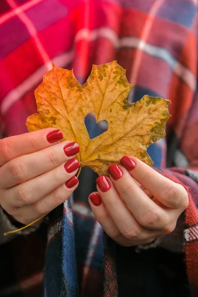 Stylish red female nails. Fall leaf with hole in heart shape in hands. Modern Beautiful manicure. Autumn winter nail design concept of beauty treatment. Gel nails. Skin care. Wellness. Trendy colors.