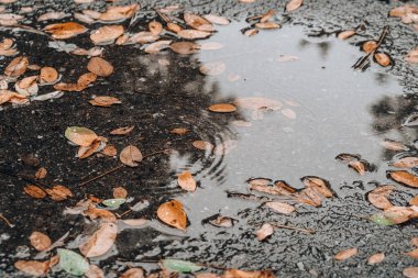 Ağaçların yansımaları ve düşmüş sarı yapraklarla dolu sonbahar birikintisi. Yağmurdan sonra bulutlu bir gün. Doğal arka plan. Yağmurlu hava tahmini. Şiddetli bir yağmur ve rüzgar fırtınası sırasında ıslak kaldırımlarda uzanan renkli sonbahar yaprakları