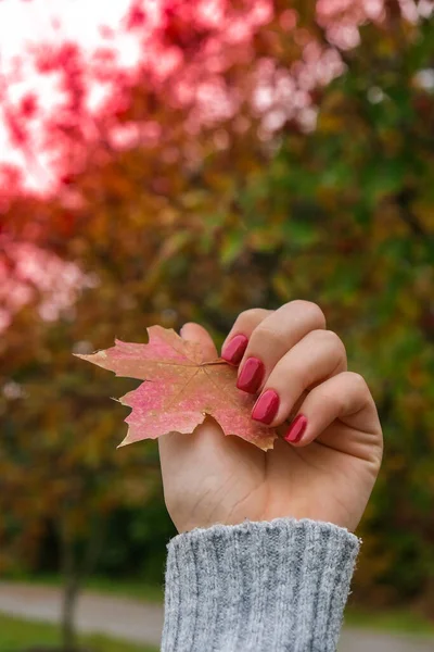 Unhas Femininas Vermelhas Elegantes Folha Queda Nas Mãos Manicura Bonita — Fotografia de Stock