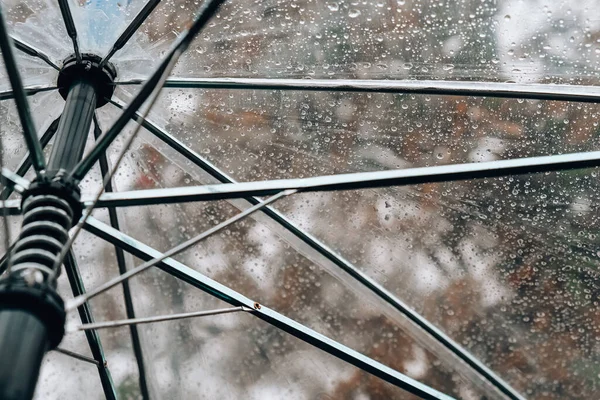 Şeffaf Şemsiye 'yi yağmur sırasında damlalarla kapatın. Sonbahar arkaplanındaki yeşil portakal yapraklarıyla. Sonbahar mevsiminde yağmur yağar. Fırtına kalabalığı