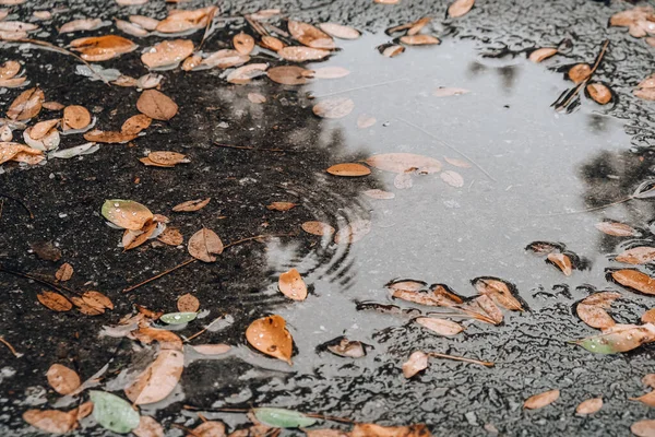 Ağaçların yansımaları ve düşmüş sarı yapraklarla dolu sonbahar birikintisi. Yağmurdan sonra bulutlu bir gün. Doğal arka plan. Yağmurlu hava tahmini. Şiddetli bir yağmur ve rüzgar fırtınası sırasında ıslak kaldırımlarda uzanan renkli sonbahar yaprakları