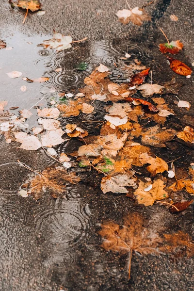 Autumn Puddle Reflections Trees Fallen Yellow Leaves Cloudy Day Rain — Stock Photo, Image