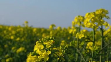 Gorgeous yellow canola field blooming rapeseed farm backlit with sunset light. Big agricultural field planted with numerous yellow flowers of field mustard blossoming in springtime. Rapeseed oil in