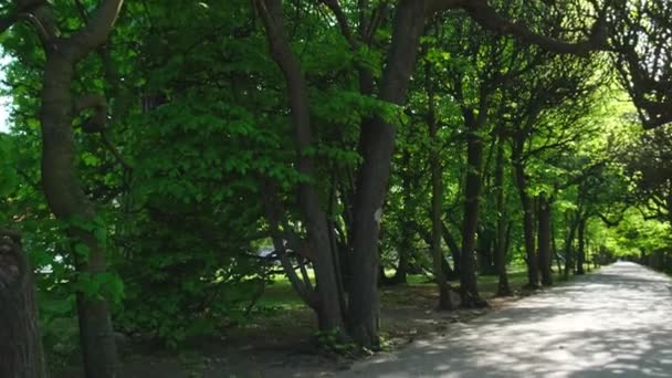 Green Wooden Bench Park Sunny Day Autumn Spring Summer Season — Stock video