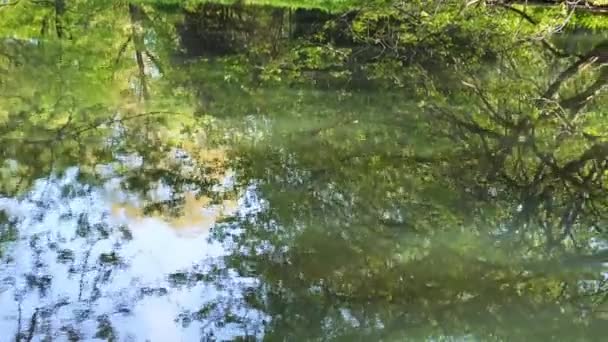 Lindo Lago Primavera Floresta Natureza Primavera Reflexão Árvores Água Fundo — Vídeo de Stock