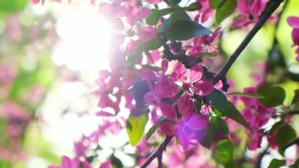 Concepto Flores Cerezo Sakura Japonesa Hanami Floración Primavera Hermosa Rama — Vídeos de Stock