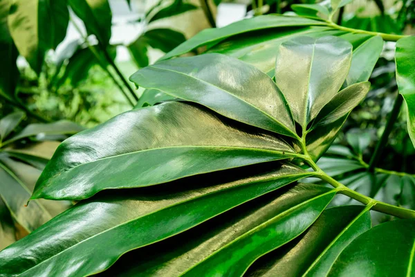 Padrão Folha Palma Verde Textura Abstrato Fundo Floresta Tropical Conceito — Fotografia de Stock