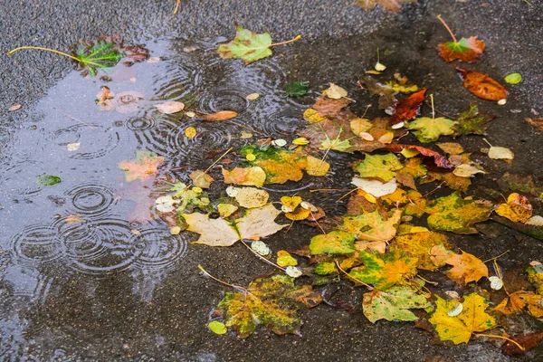 Jesienna Kałuża Odbiciami Drzew Opadłych Żółtych Liści Chmurny Dzień Deszczu — Zdjęcie stockowe