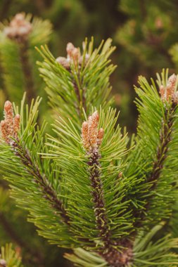 Genç ladin ve çam ağacı yeniden büyüdü. Ormancılık. Küçük kozalaklı çiçekler ya da köknar ağaçlarında büyüyen kozalaklar. Yeşil doğa arkaplanı 