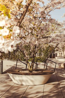 Kiraz çiçeği konsepti. Japon sakura ağacı dış görünüşü. Hanami. Bahar çiçekleri. Kiraz çiçekleri olan güzel Japon ağaç dalı. Güzel pembe bir manzara. Bahar Çiçekleri. Sakura. Doğa Arkaplanı