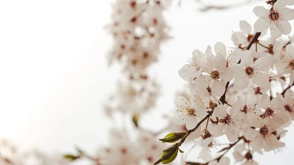 White flowers of cherry blossom on cherry tree close up. Blossoming of white petals of cherry flower. Nature. Bright floral scene with natural lighting. Spring concept