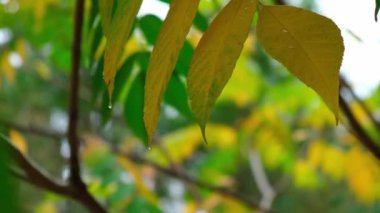 Dolu ve Şiddetli Yağmur Ağaç Yapraklarına Düşerken Sarı Yapraklara Yaklaş. Sonbahar ormanı ya da park sonbahar havası. Doğal sezon geçmişi. Sonbahar manzarası