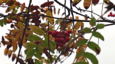 Böğürtlenli sonbahar dalı Red Rowan rüzgarda sallanıyor yağmurda. Sonbahar mevsimi havası. Sonbaharda ıslak, olgun böğürtlen. Doğal arkaplan