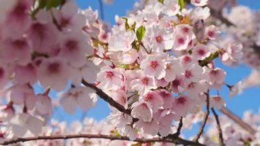Kiraz çiçeği konsepti. Japon sakurası. Hanami. Bahar çiçekleri. Kiraz çiçekleri olan güzel Japon ağaç dalı. Güzel pembe bir manzara. Bahar Çiçekleri. Sakura. Doğa Arkaplanı Çiçek açan ağaç