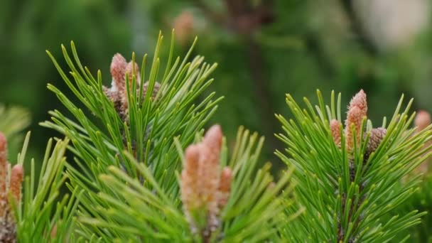 Rebrote Abeto Pino Creció Parcela Forestación Imágenes Pequeñas Flores Jóvenes — Vídeo de stock