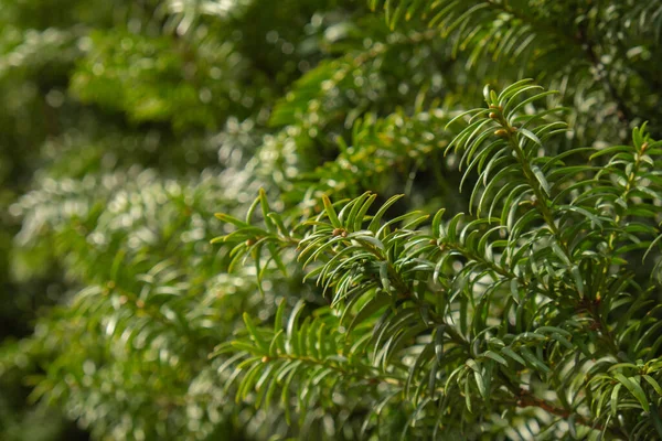 Genç Ladin Çam Ağacı Yeniden Büyüdü Ormancılık Küçük Kozalaklı Çiçekler — Stok fotoğraf