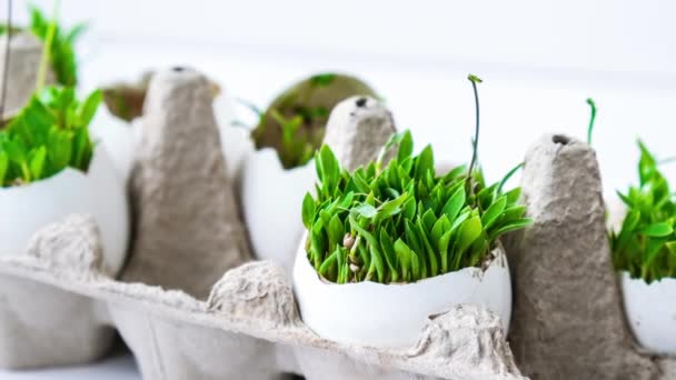 Zoom Out Fresh Micro Greens Microgreens Arugula Cress Grow White — Stock Video