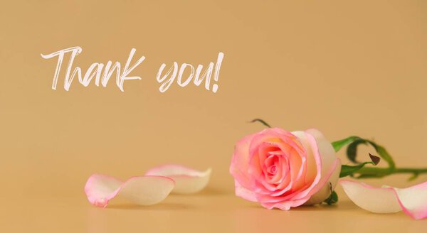 THANK YOU text greeting card holiday background Delicate pink roses on beige background. Minimal trendy composition. Romantic pastel pink rose flowers. Modern aesthetic. Neutral earth tones