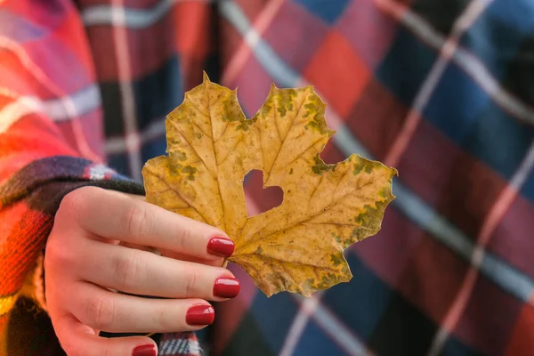 Stylish red female nails. Fall leaf with hole in heart shape in hands. Modern Beautiful manicure. Autumn winter nail design concept of beauty treatment. Gel nails. Skin care. Wellness. Trendy colors.