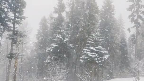 Soğuk Bir Akşamda Yoğun Kar Yağışında Çam Ağaçlarının Arasına Düşen — Stok video