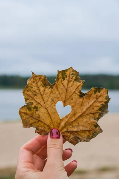 Stylish red female nails. Fall leaf with hole in heart shape in hands. Modern Beautiful manicure. Autumn winter nail design concept of beauty treatment. Gel nails. Skin care. Wellness. Trendy colors.