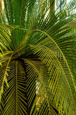 Yeşil palmiye yaprağı desenli soyut arka plan tropikal orman, ekoloji ve hedef ilerleme kavramı, özgürlük yolculuğu orman arka planı, egzotik bitki. Yaz tropik 
