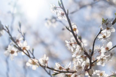White flowers of cherry blossom on cherry tree close up. Blossoming of white petals of cherry flower. Nature. Bright floral scene with natural lighting. Spring concept Wallpaper background for