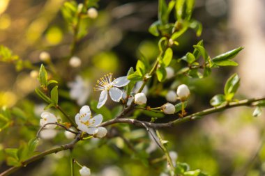 White flowers of cherry blossom on cherry tree close up. Blossoming of white petals of cherry flower. Nature. Bright floral scene with natural lighting. Spring concept Wallpaper background for