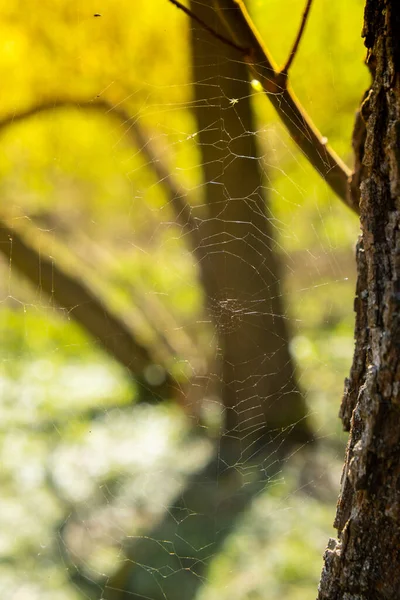 Spider web on branch of tree in the autumn spring park sun bokeh. Garden spiders weave their webs on trees and shrubs. pest for garden plants. Garden maintenance Wallpaper background Copy space
