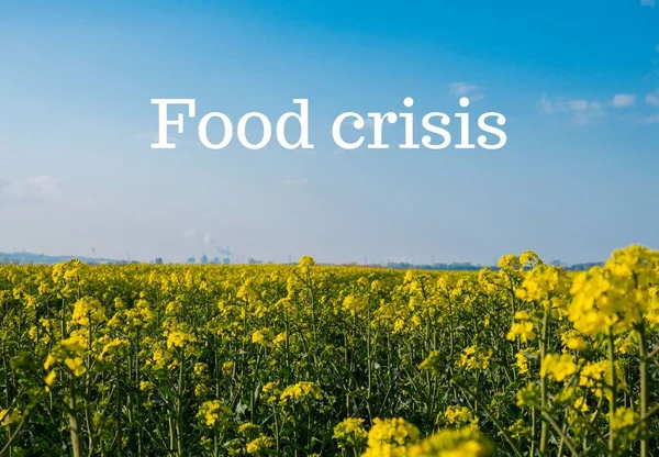 Text FOOD CRISIS against defocused agriculture field message. Global hunger, food crisis, inflation, high prices, increasing living expenses and poverty, financial crisis, food supply issue concept