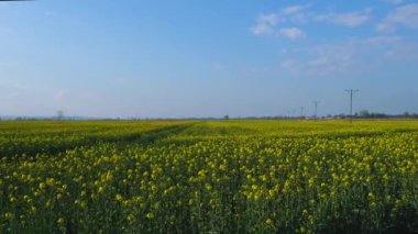 Gorgeous yellow canola field blooming rapeseed farm backlit with sunset light. Big agricultural field planted with numerous yellow flowers of field mustard blossoming in springtime. Rapeseed oil in