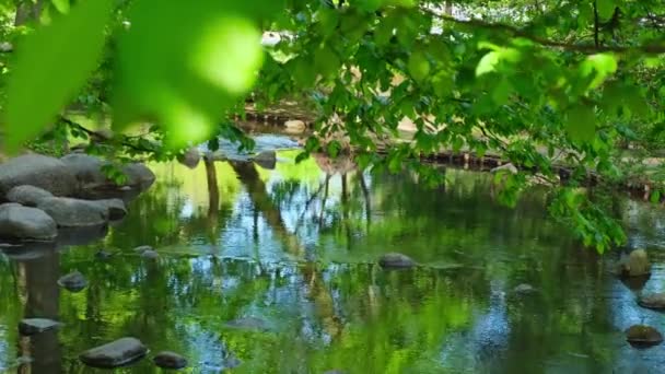 Lindo Lago Primavera Floresta Natureza Primavera Reflexão Árvores Água Fundo — Vídeo de Stock