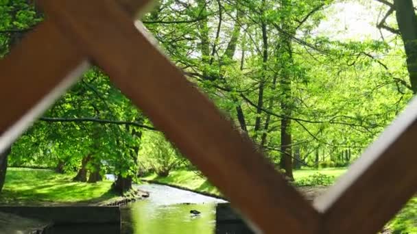 Lindo Lago Primavera Floresta Natureza Primavera Reflexão Árvores Água Fundo — Vídeo de Stock