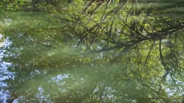 Весеннее Озеро Лес Природа Весной Отражение Деревьев Воде Абстрактный Естественный — стоковое видео