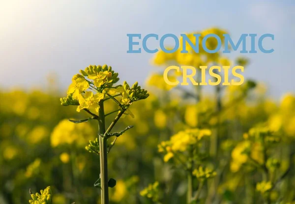 Szöveg Gazdasági Válság Eltérített Mezőgazdaságra Vonatkozó Helyszíni Üzenet Ellen Globális — Stock Fotó