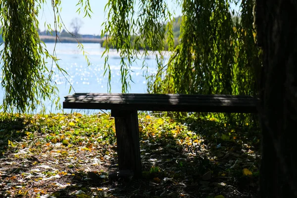 Forest park bench on the shore of a lake. Autumn weather mood nature in fall