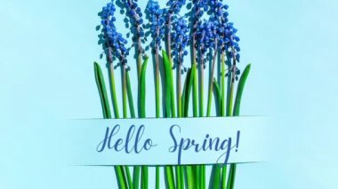 4k yakınlaştır Hello İlkbahar Kartpostal düzenini. Bahar modern natürmort. Mavi arkaplanda dikdörtgen şeklinde kesilmiş mavi muscari çiçekleri. Asgari bahar konsepti. Düz üst görünüm.