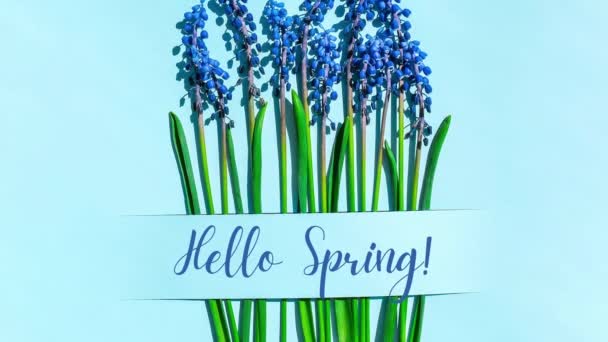 4KズームアウトHello Springはがきレイアウト 春の近代的な静物画 青い背景に四角形の切り紙から成長する青いムスカリの花 ミニマルな春のコンセプト 平面上面図 — ストック動画