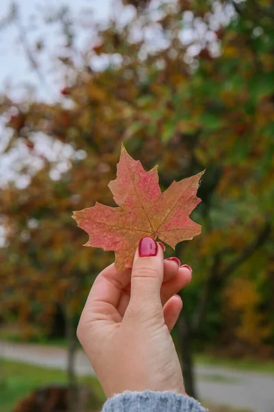 Stylish red female nails. Fall leaf in hands. Modern Beautiful manicure. Autumn winter nail design concept of beauty treatment. Gel nails. Skin care. Wellness. Trendy colors.