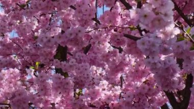 Kiraz çiçeği konsepti. Japon sakurası. Hanami. Bahar çiçekleri. Kiraz çiçekleri olan güzel Japon ağaç dalı. Güzel pembe bir manzara. Bahar Çiçekleri. Sakura. Doğa Arkaplanı Çiçek açan ağaç