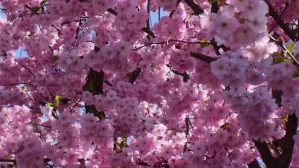 Kirschblütenkonzept Japanische Sakura Hanami Frühjahrsblüte Schöner Japanischer Zweig Mit Kirschblüten — Stockvideo