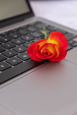 Home office workspace modern keyboard and red rose flower. Feminine desktop close up, laptop computer keyboard. Delicate rose flower
