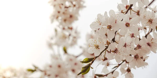 Weiße Kirschblüten Blühen Kirschbaum Aus Nächster Nähe Die Blüte Der — Stockfoto