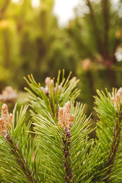 Rebrote Abeto Pino Creció Parcela Forestación Pequeñas Flores Jóvenes Coníferas — Foto de Stock