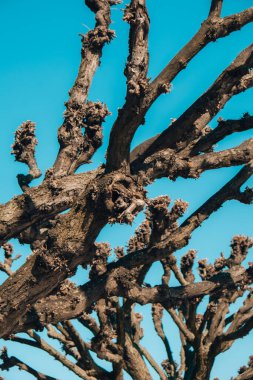 Sopot Polonya 'da Sopot iskelesi yakınlarındaki Tilia kireç ağaçları. Dünyada eşi benzeri olmayan bir ağaç. Soyut arkaplan modeli. Doğa arkaplanı 