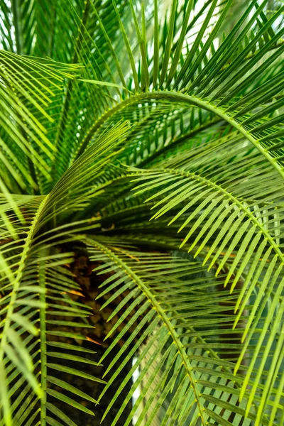 Padrão Folha Palma Verde Textura Abstrato Fundo Floresta Tropical Conceito — Fotografia de Stock